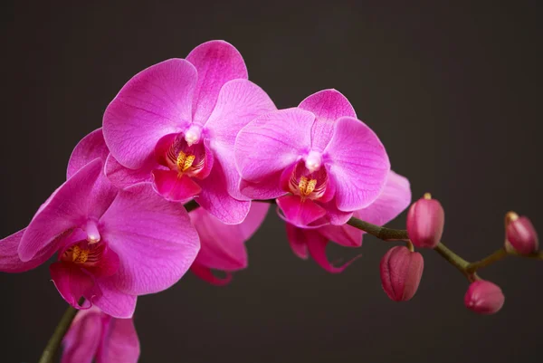 Pink orchid with buds — Stock Photo, Image