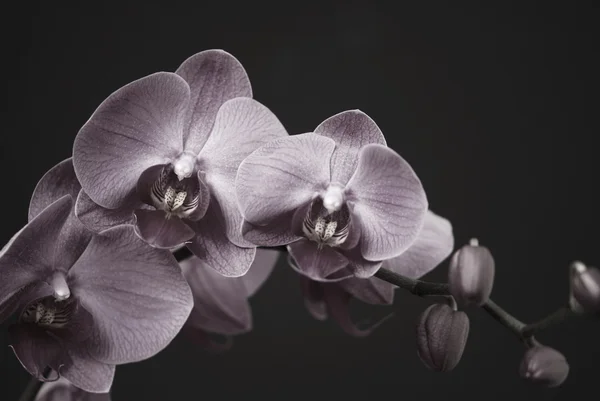Orchidea a rügyek — Stock Fotó