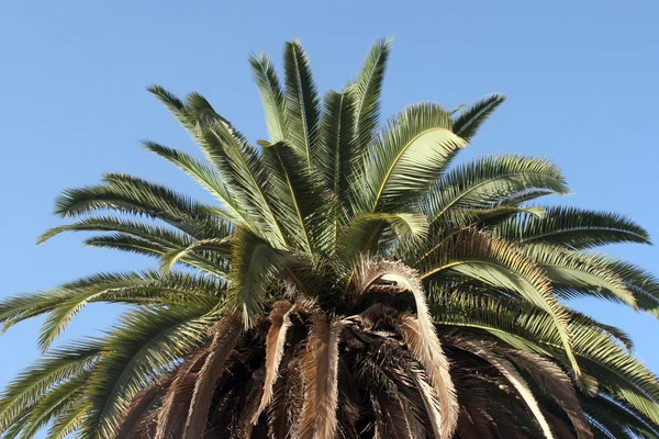 Palmboom en blauwe lucht — Stockfoto