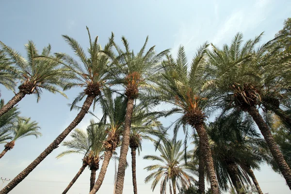 Palmbomen in de woestijn — Stockfoto