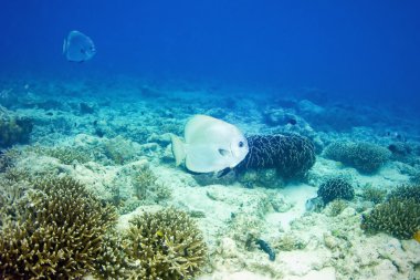 batfish tropikal sualtı sahne