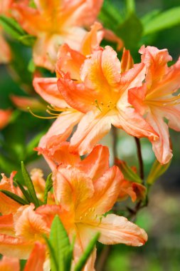 Rhododendron, orange flowers clipart