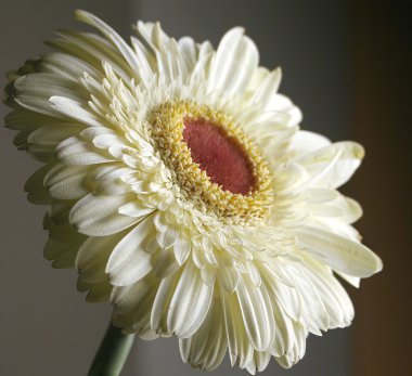 Gerbera