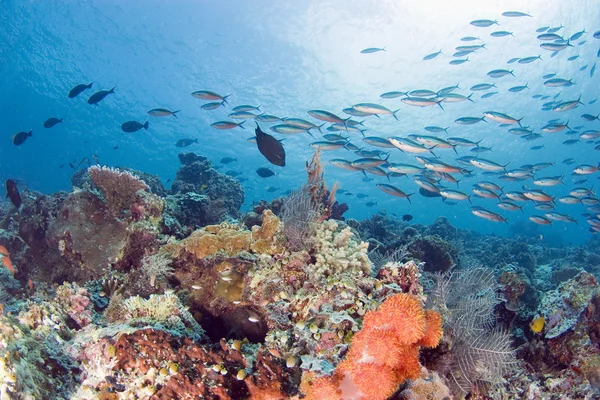 活気のあるサンゴ礁 — ストック写真