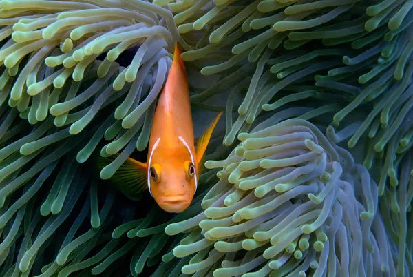 Amphiprion ryb — Stock fotografie