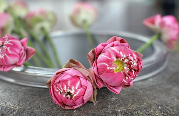 Lotus - sacrificial flower — Stock Photo, Image