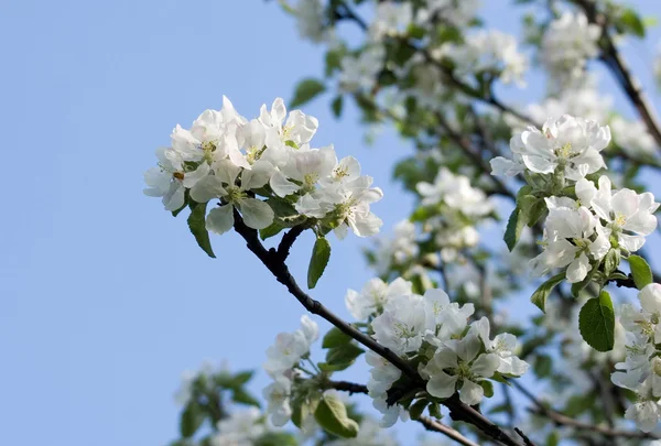 Bahar çiçekli bir elma ağacının — Stok fotoğraf