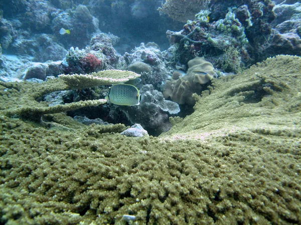 Jardín de coral — Foto de Stock