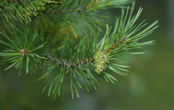 Pine cone branch — Stock Photo, Image