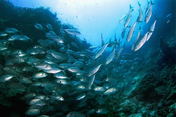 School of tuna — Stock Photo, Image