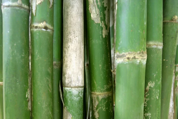 Bambusstämme im Hintergrund — Stockfoto