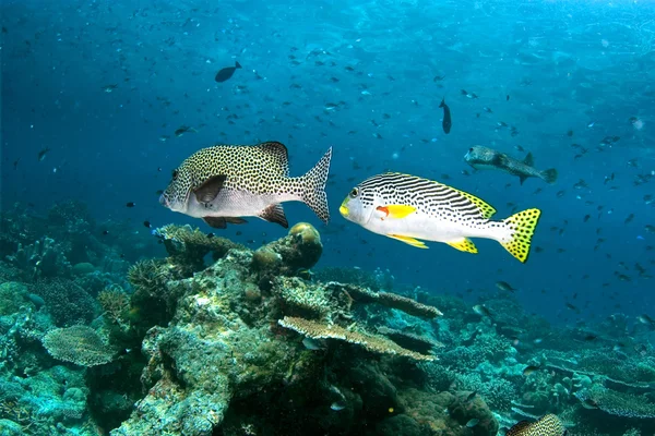 Dois peixes — Fotografia de Stock
