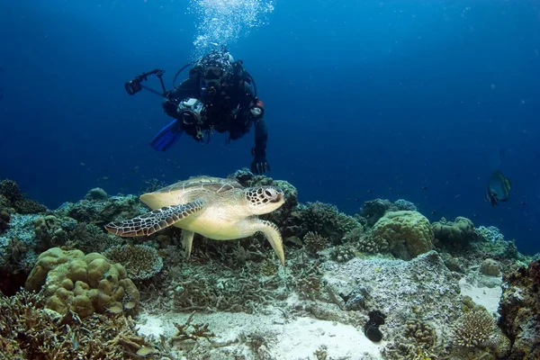 Turtle and photographer — Stock Photo, Image