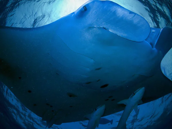 stock image Manta Ray