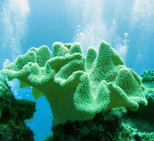 软珊瑚 (肉芝 glaucium) — 图库照片
