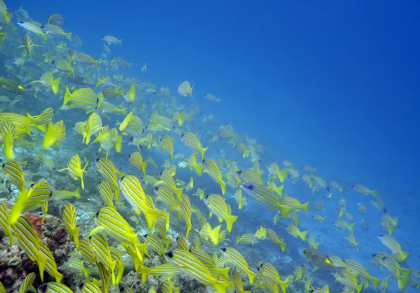 Tropikal balıklar bluestripe balığı — Stok fotoğraf