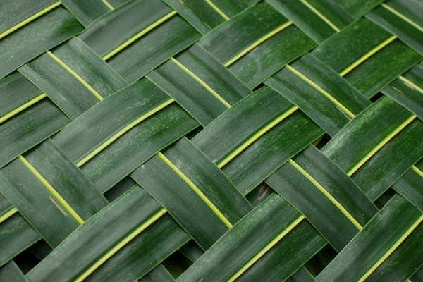 Background. Green palm leaves — Stock Photo, Image