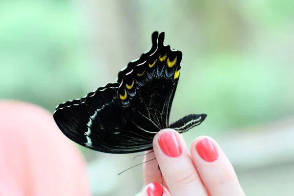 Mariposa en una mano femenina — Foto de Stock