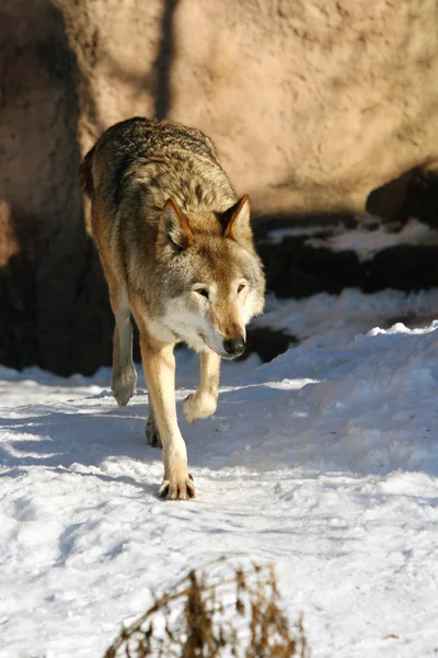Grauer Wolf (Canis lupus)) — Stockfoto