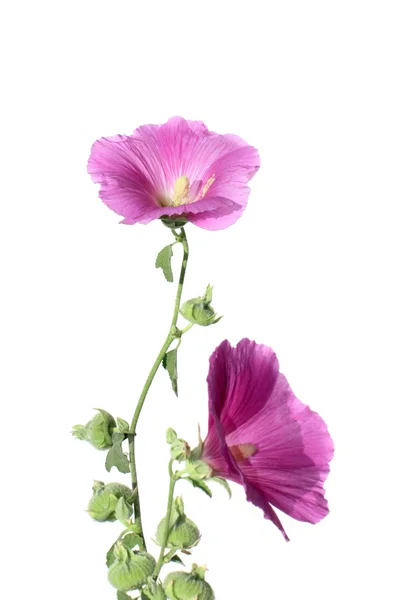 Bloemen van mallow — Stockfoto