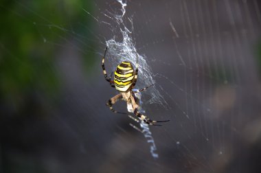 Bahçe örümcek - argiope aurantia