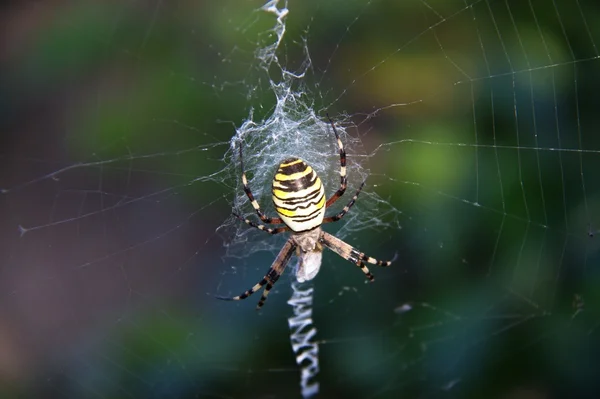 stock image Garden Spider - Argiope aurantia