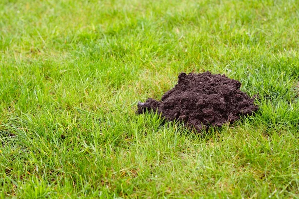 stock image Mole Mound