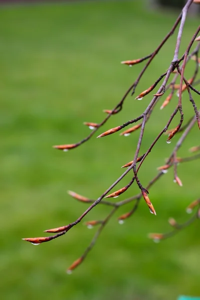 Листья бука - макро — стоковое фото