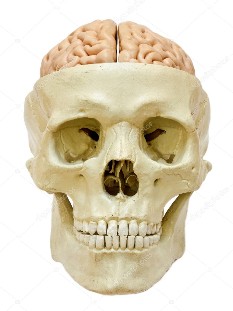 Skull with visible brain