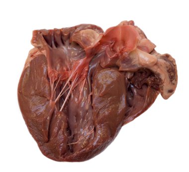 Section through swine heart clipart