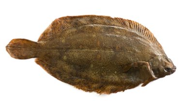 Torbay sole