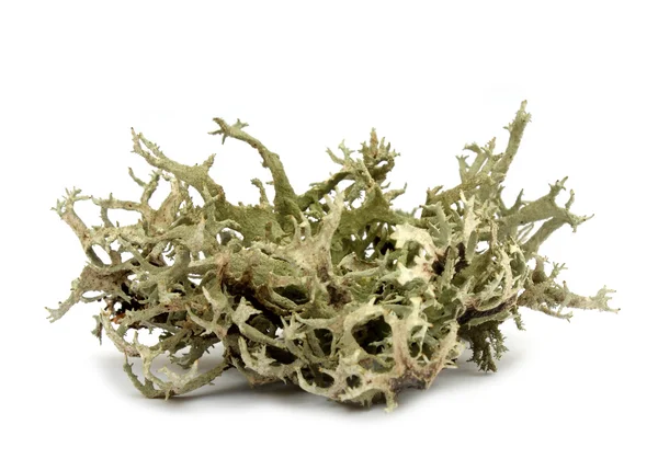 Monk's hood lichen — Stock Photo, Image
