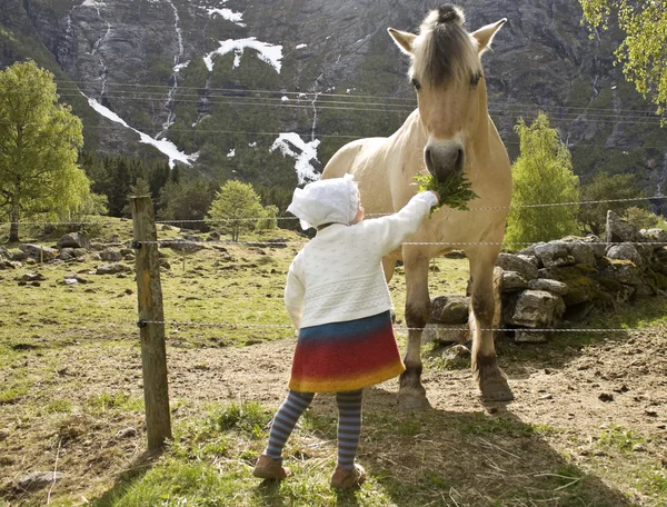 stock image Child feeding horse