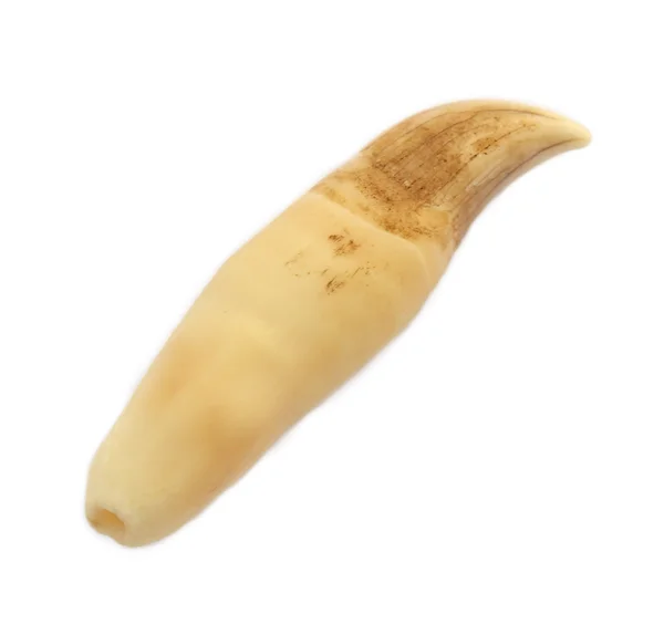 Whale tooth — Stock Photo, Image