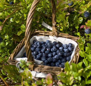 Blueberry basket clipart