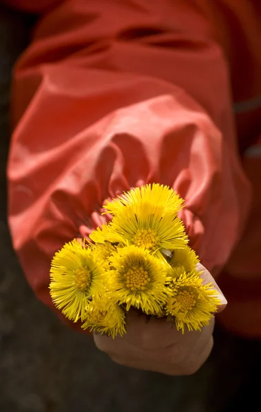 stock image Spring flowers