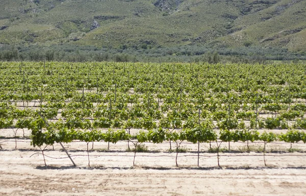 Wijngaard in Spanje — Stockfoto