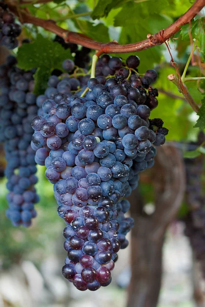 stock image Bunch of Grapes Hanging on a Vine