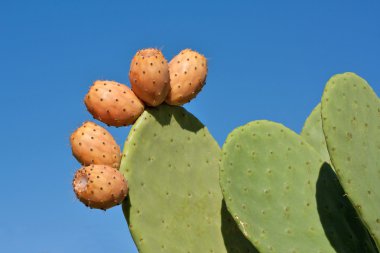 Prickly Pears Against Blue Sky clipart