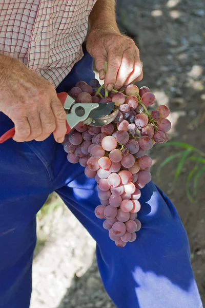 Фермер обрізка винограду — стокове фото