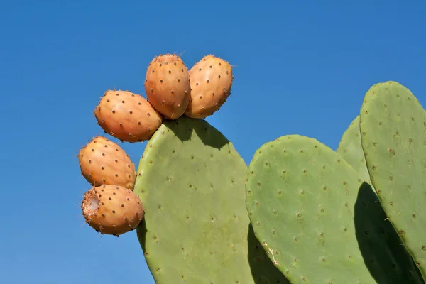 stock image Prickly Pears Against Blue Sky