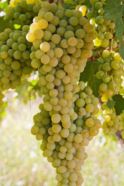 Зібрання винограду висять на лозі — стокове фото