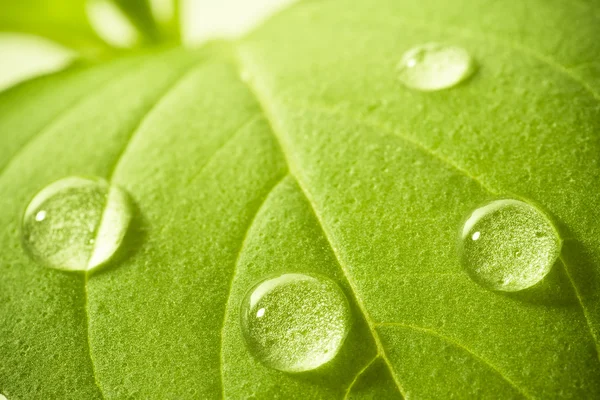 stock image Water drops on leaf.