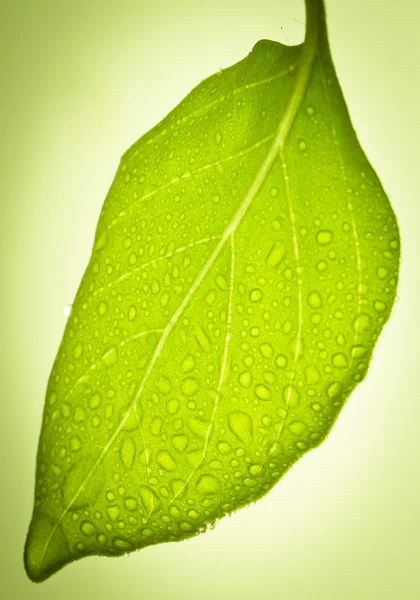 stock image Water drops on leaf.