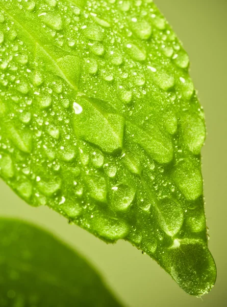 stock image Wet leaf.