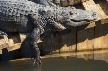 American alligator sunbathing in pool