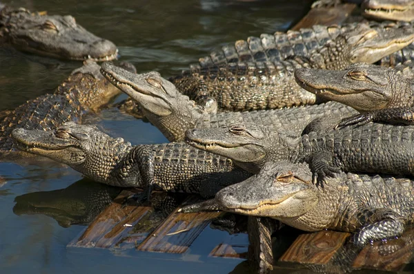 stock image American alligators in water