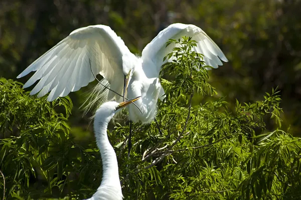 stock image Great White Egrets building nest