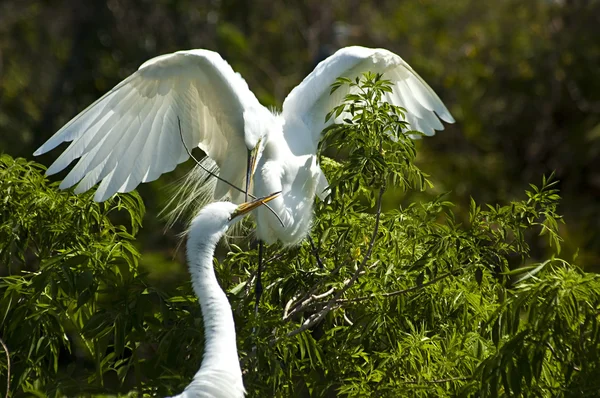 Great White Egrets building nest Images De Stock Libres De Droits