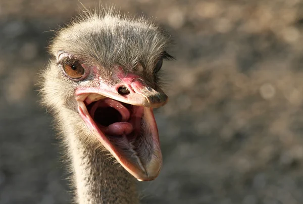 stock image Ostrich